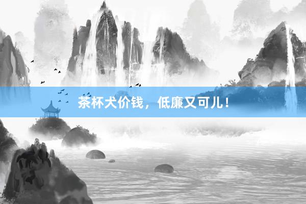 茶杯犬价钱，低廉又可儿！